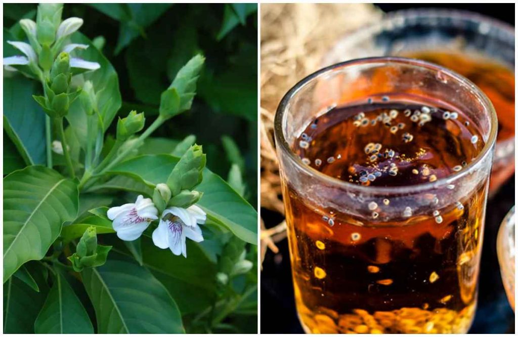 Adalodakam for Cough Malayalam