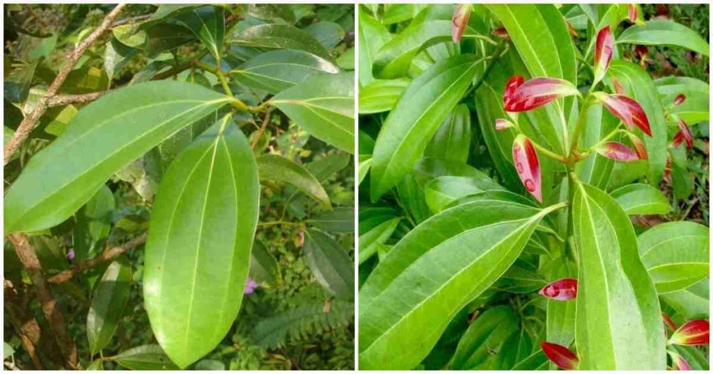 Bay Leaves Health Benefit Malayalam