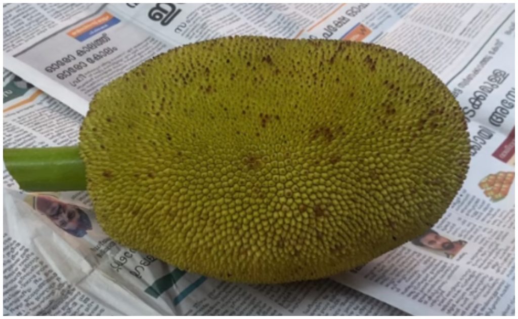 Easy Jackfruit peeling tips Malayalam