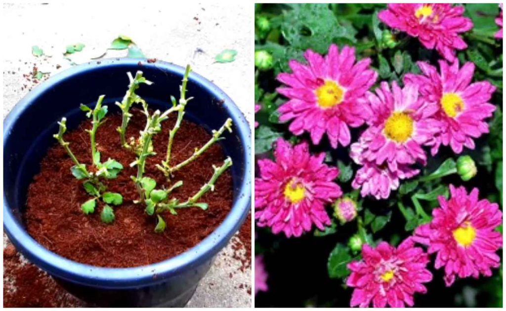 Jamanthi Flowering tips Malayalam