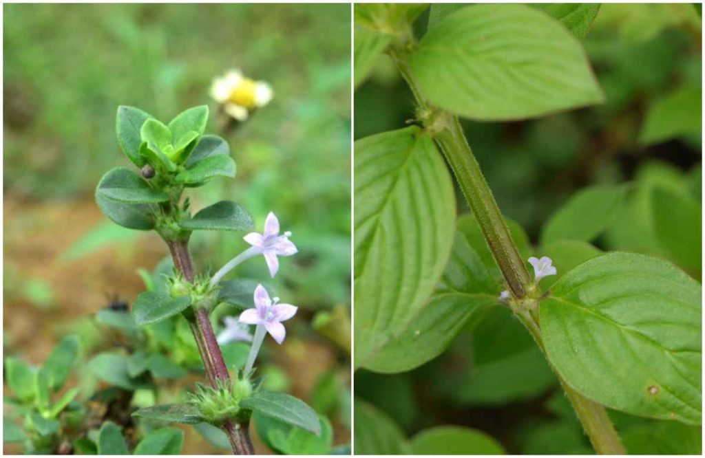 Kudalchurukki Plant Benefits Malayalam