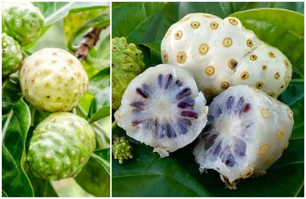 Noni or Chees Fruit Benefits Malayalam