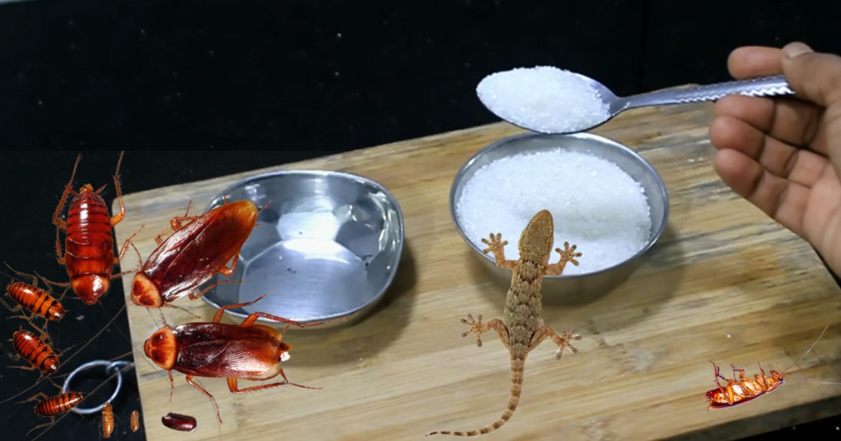 Lizard-And-Cockroach-killing-Methods-Using-Sugar-2
