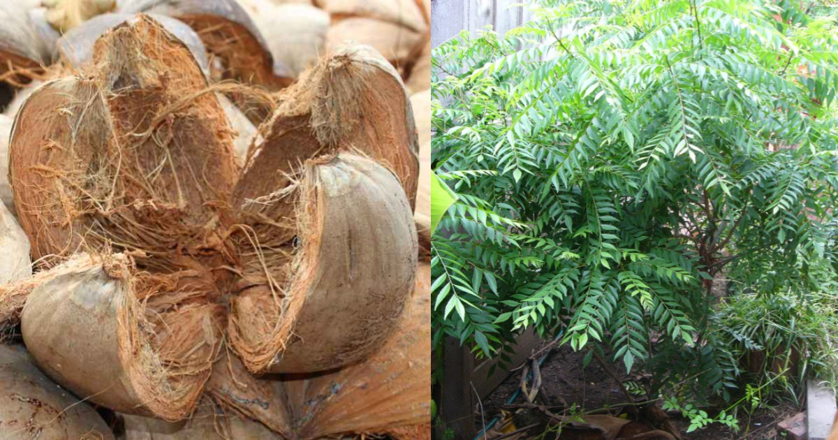 Curry-Leaves-Cultivation-Tips-Using-Coconut-Husk-2