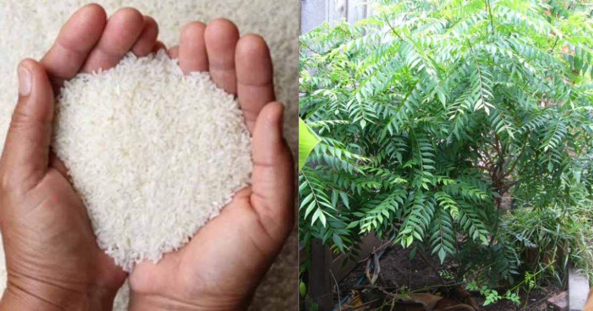 Curry-Leaves-Cultivation-Using-Raw-Rice-2